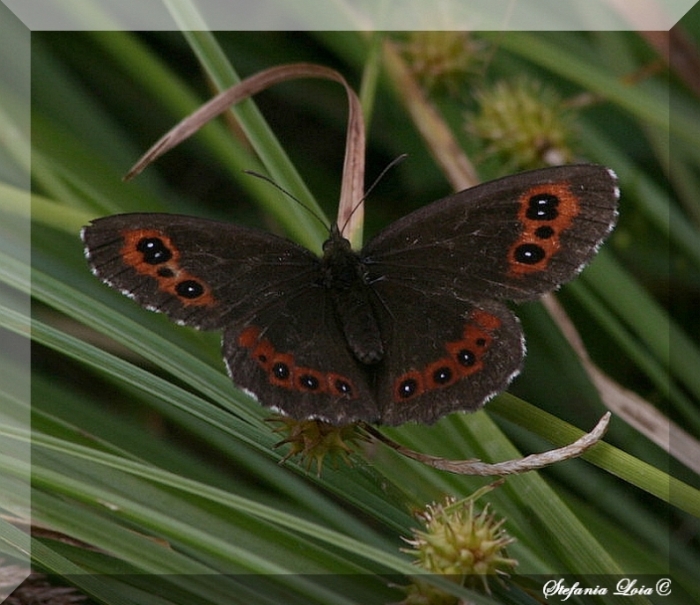 Erebia ligea?